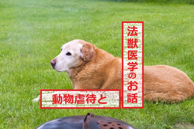 動物虐待と法獣医学のお話②