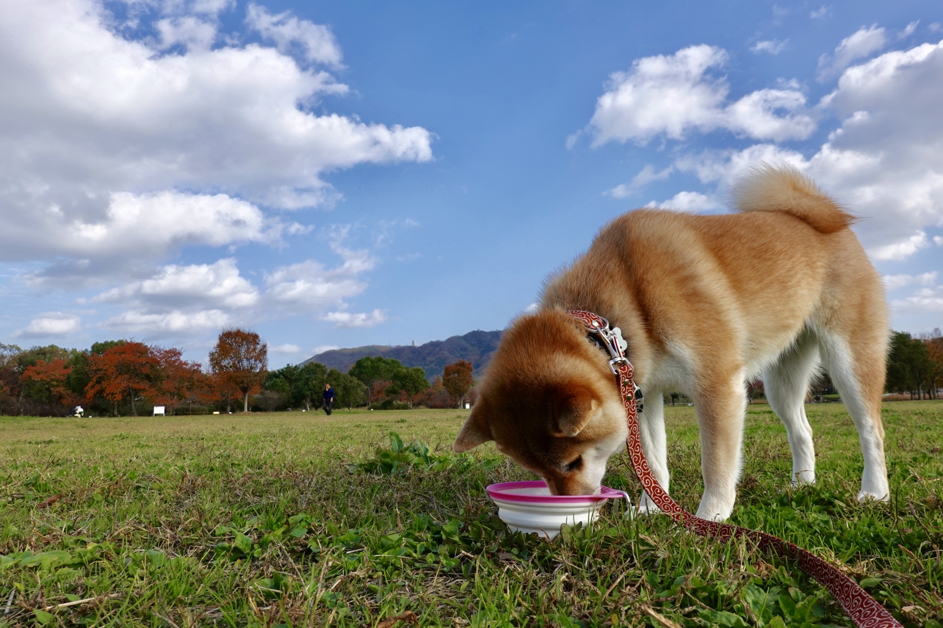 ドッグフードを食べるイヌ