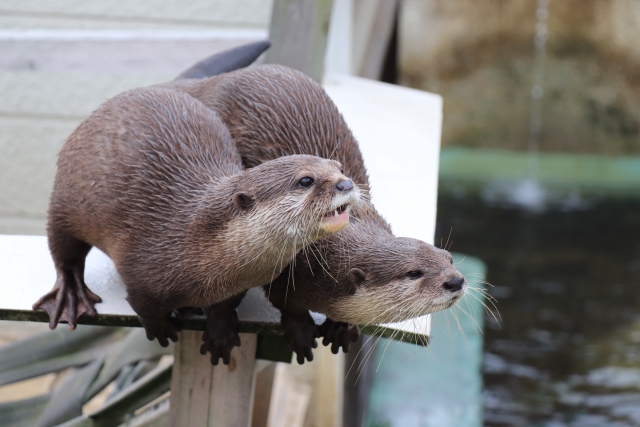 カワウソの食事タイム